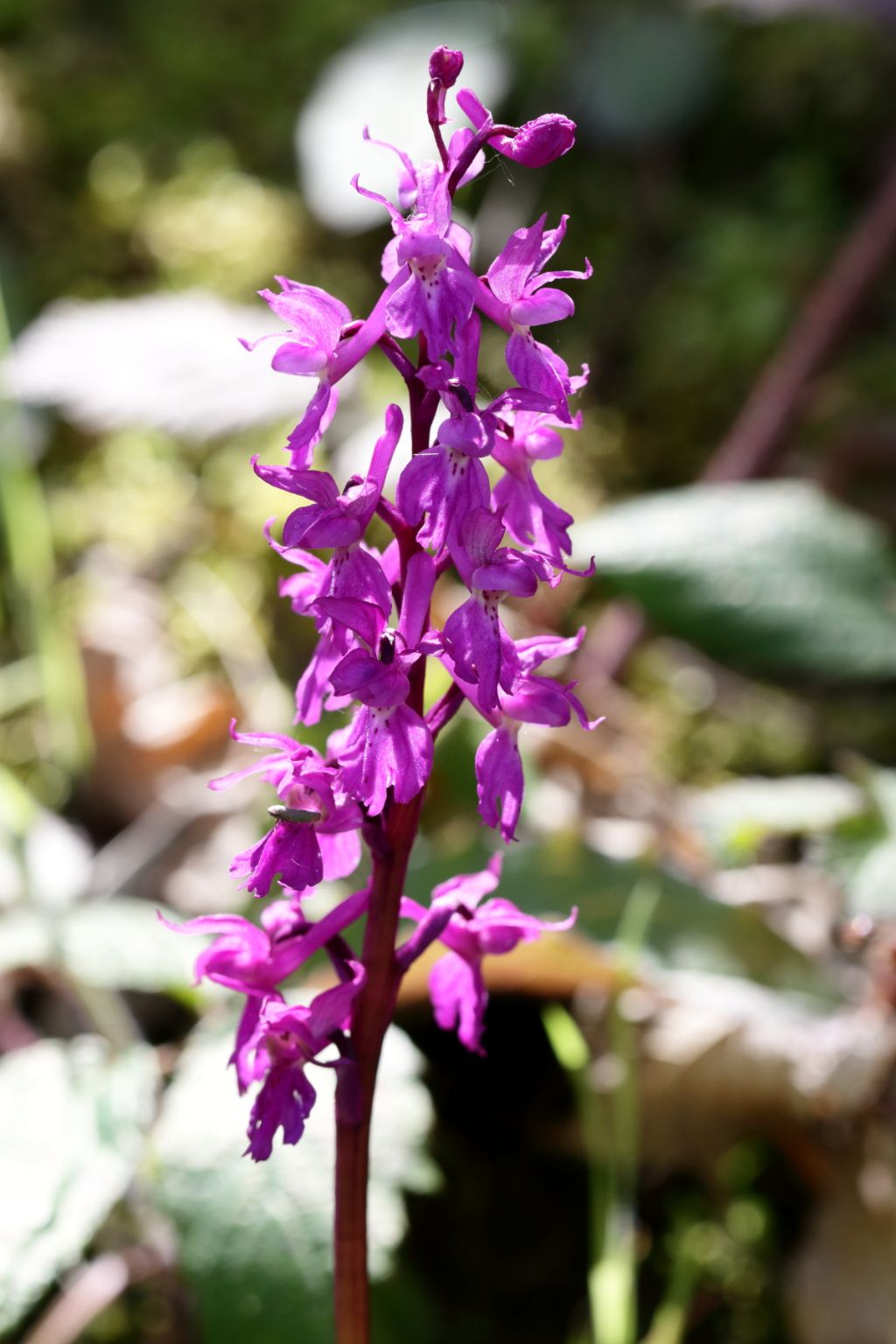 Orchis mascula subsp. speciosa - Bagno di Romagna (FC)